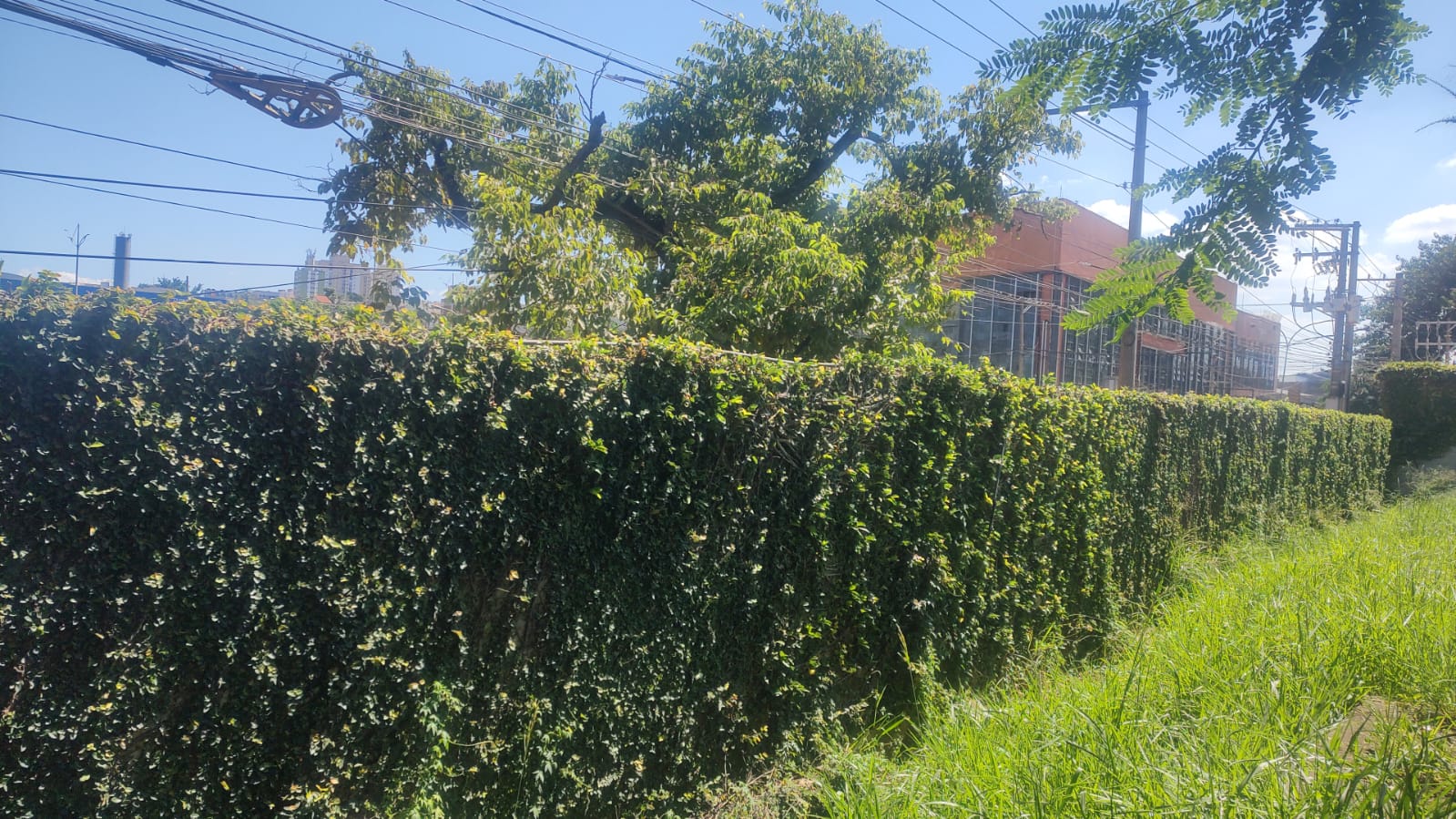 Poda técnica de árvores em área industrial