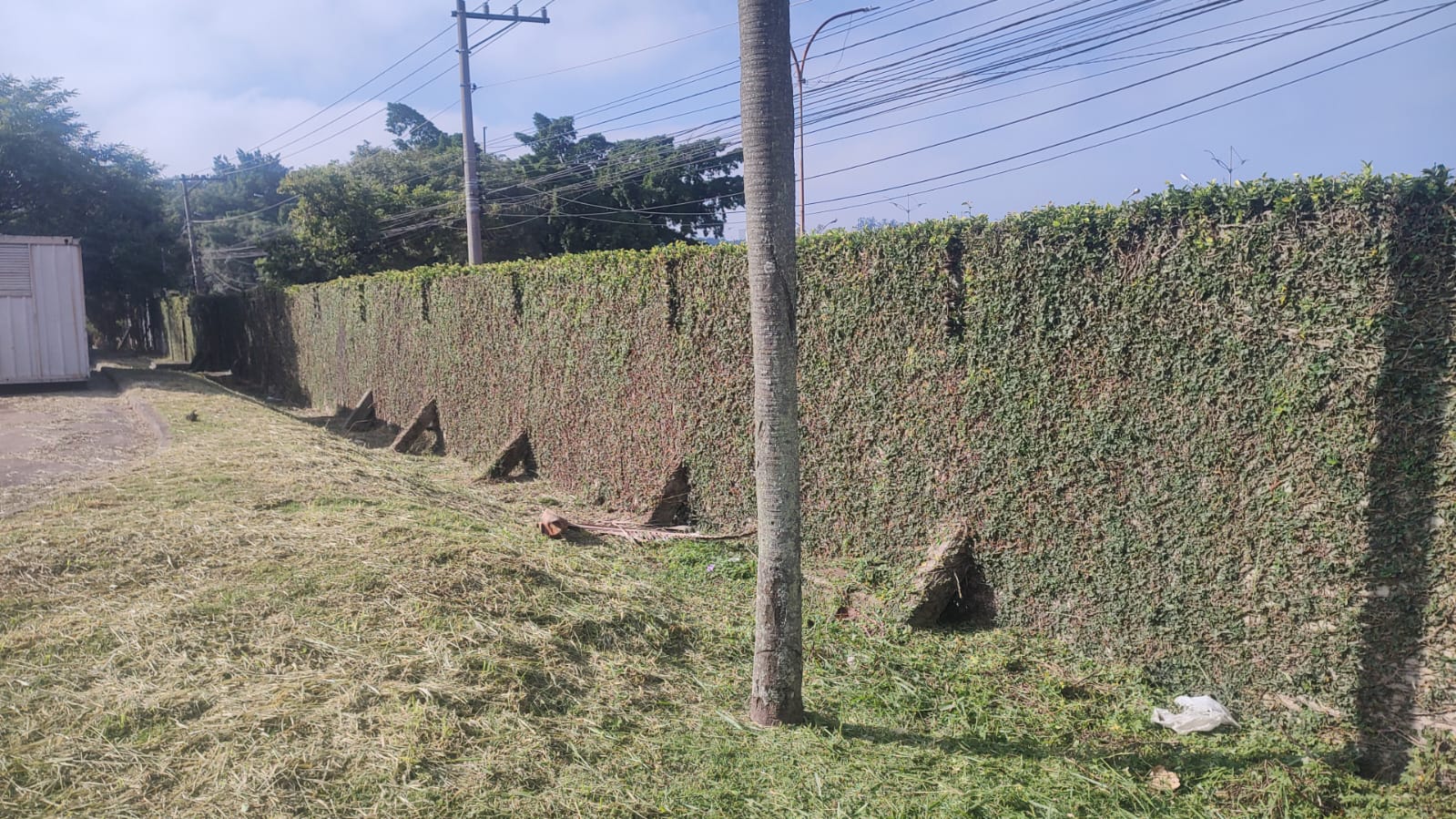 Poda técnica de cerca viva de hera em área industrial com perfil geométrico executado